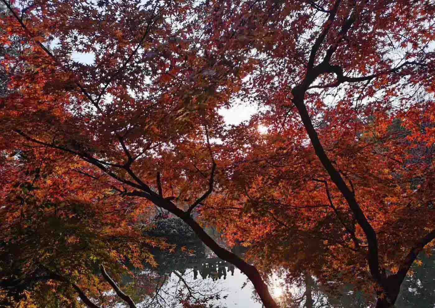 天平山紅楓